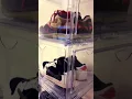 Costco stackable shoe box