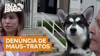 Moradores de São Paulo denunciam maus-tratos a filhote de husky