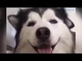FUNNY GIFS S 2018