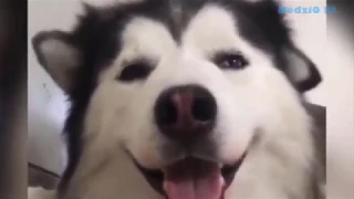 FUNNY GIFS S 2018