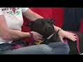Rescue Roundup Features Sarafina the Sweet Shepherd Mix