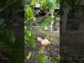 Mau Mikat burung malah nemu burung jinak #kicaumania #burung #bolang #mikatburung #shorts
