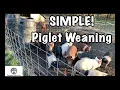 Piglet Weaning - Simple and EASY Process