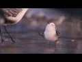 Video di Piper  – First Look – Official Disney Pixar | HD