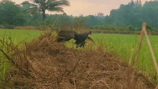 pikat ayam ayam ayam sawah ayaman watercock patung racik suara mp 