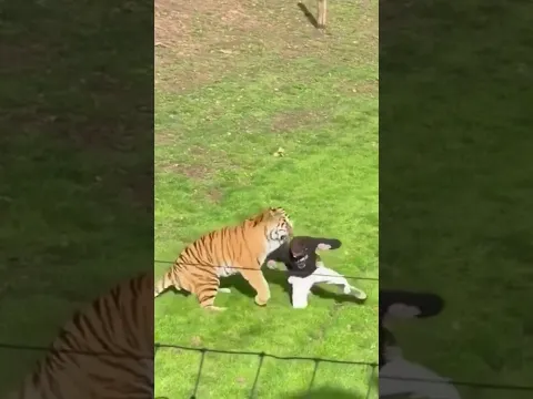 A Man Recklessly enters inside the Boundry area of Tiger's Cage 😳 | Nouman Hassan