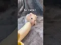 A cute white hamster eating banana cute pet
