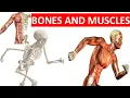 BONES AND MUSCLES SKELETAL SYSTEM MUSCULAR SYSTEM SCIENCE FOR KIDS