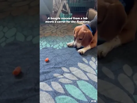 Rescued Lab Dog Tries a Carrot for the First Time 🥕🐶❤️