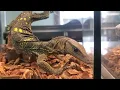 Maryland Reptile Show w town park