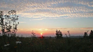 Summer Sunset With Crickets and Birds Singing 1 Hour