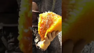 استخراج عسل الجبال 