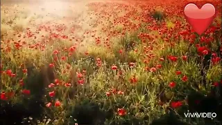 صللى الله على محمد طيبه وطيبتي المنازل يا طيبه حبيبي حبيبي والله ساكن بطيبه 