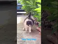 Download Lagu Tung Tang Tung #animals #cat