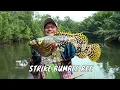 Download Lagu Sensasi Sambaran Ikan Monster Penghuni Ikan Payau | MANCING MANIA STRIKE BACK (10/08/25) Part 1
