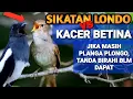 Lagu Kacer betina memancing kacer jantan #kacerbetinagacor #kacerbetina #kacerfighter #kacer