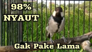 suara pikat gelatik batu ampuh dan terbukti