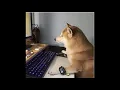 Doggo Bot Support