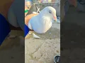 Download Lagu kabutar ki aankh dekh Kar kabutar ki nasl kaise pata Karen||#pigeons #shorts