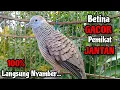 Download Lagu Sangat GACOR‼️Perkutut Betina Memanggil Jantan || The female turtle dove calls the male
