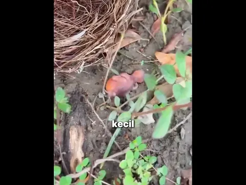 Burung Kecil Ini Tumbuh Jadi Raksasa 🐦😱