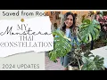 SAVED FROM ROOT ROT MY MONSTERA THAI CONSTELLATION AND MY MONTERA ALBO 2024 UPDATES