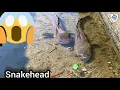 Download Lagu Giant Snakehead Catch A Snakehead | Most Attack Fish | AH Fish Hunter #fish