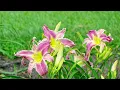 Day Lilies and Lotus Flowers Meadowlark Gardens Vienna VA 26