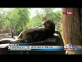 Arizona-Sonora Desert Museum recognized by TripAdvisor