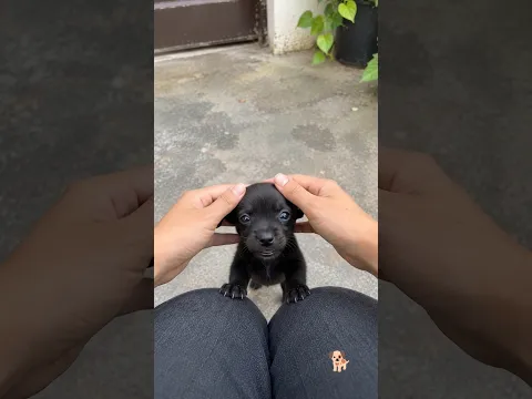 #cute baby puppy 🐕 amazing shorts
