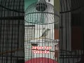 Download Lagu pleci nembak materi #shorts #animals #pleci #short #birds