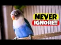 Download Lagu If Your Bird Does THIS, They’re Begging You to Listen!