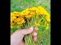 Download Lagu 🌹 Make 👑 Natural 👍 Flowers 🌹 Crown 👑 with 🌹 in 👑 5 minutes 👍 #youtubeshorts #viral #lifehacks#craft