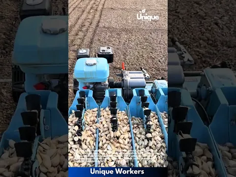 Garlic Planting: Automated Machine Seeding Cloves in Field