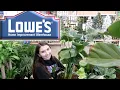 All the Houseplants at Lowes