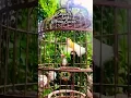 Download Lagu Sogon Albino Gacor Isian Mewah || #short #shorts #shortvideo  #shortsvideo  #trending #viral