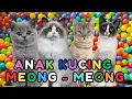 Lagu kucing lucu ANAK KUCING MEONG MEONG - kucing meong meong - kucing kawin - KUCING PERSIA LUCU