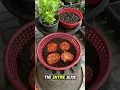Download Lagu Is This the Smartest Way to Plant Tomatoes #gardeninghacks #gardentips #shorts