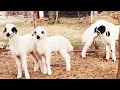 Download Lagu Suara Domba Teriak , Suara Kambing ,  Suara anak domba lucu , Kambing Sound