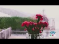 After Image - Tag-Ulan (Official Lyric Video)