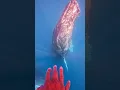 Download Lagu Hervey Bay whales are next level… on board Salty Safarais #whale #humpbackwhale #whaleswim