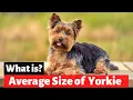 How Big Do Yorkies Get Comparison with Other Small Dog Breeds