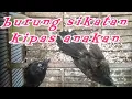 Download Lagu Review burung sikatan kipas anakan usia paud