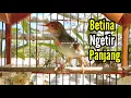 Download Lagu PRENJAK BETINA ‼️ MASTERAN PRENJAK BETINA Ngetir Panjang Istimewa Suara Jernih Memanggil JANTAN ‼️