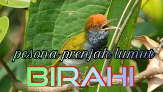 mp3 panggilan prenjak lumut betina