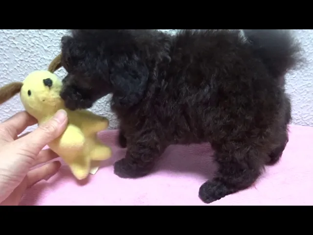 動画