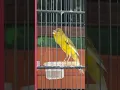 Download Lagu kenari gacor ngerek #kenari #canary #pets #birds #shorts #fyp