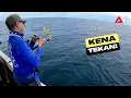 Download Lagu Diserang Ikan Merah Bertubi-tubi