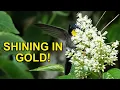 Download Lagu Burung Kolibri yang Luar Biasa dengan Tenggorokan EMAS!