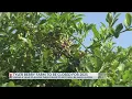 Tyler Berry Farm announces closure for 2025
